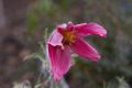 Pulsatilla vulgaris-2 Sasanka zwyczajna